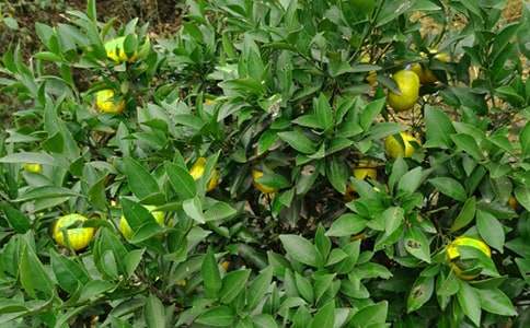 �����Ĺ�԰����300��9ƪ