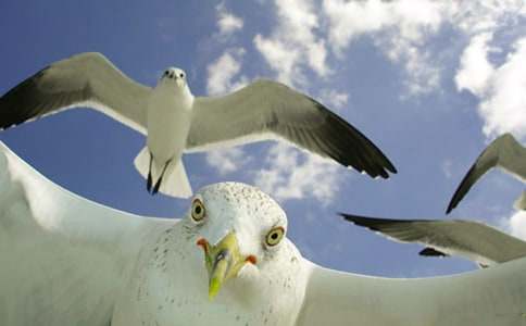 ����Ÿ����ɭ�������(��ѡ15ƪ)