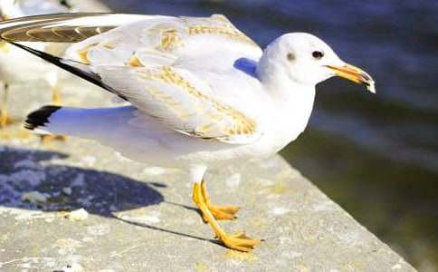 (优选)读《海鸥乔纳森》有感