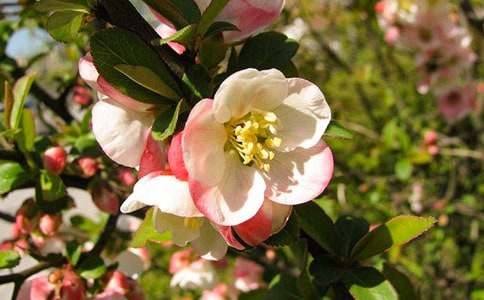 大鱼海棠观后感(汇编15篇)