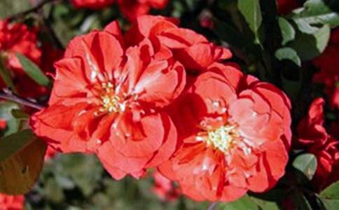 大鱼海棠观后感(集锦15篇)