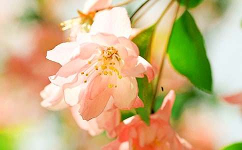 大鱼海棠观后感500字