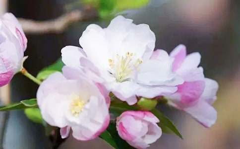 【精】大鱼海棠观后感