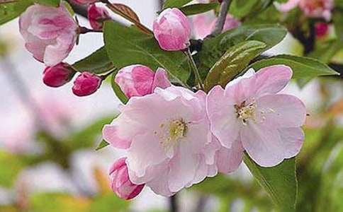 《大鱼海棠》观后感合集15篇