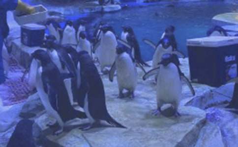 �μ��غ���԰����