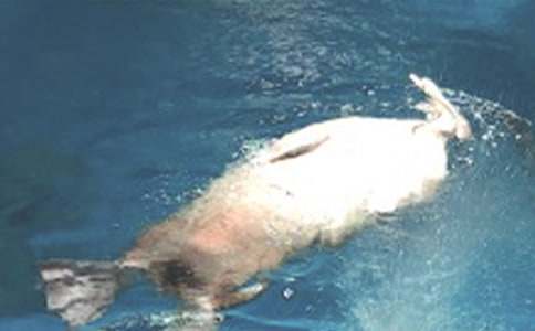 游海洋公园游记作文(8篇)