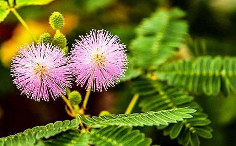 ���߲�_ֲ��״������