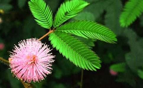 ���߲ݵ���������(3ƪ)_Сѧ���꼶״������