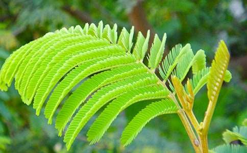 【荐】含羞草观察日记