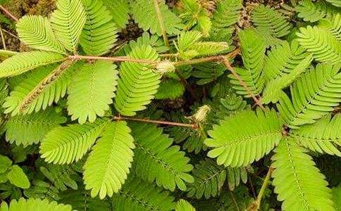 含羞草小学作文