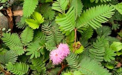 ���߲ݶ��꼶���Ļ�����ƪ