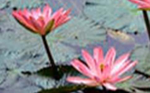 关于荷花写景的作文汇总8篇