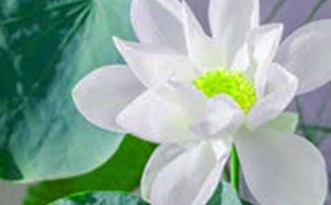 荷花写景的作文300字锦集5篇