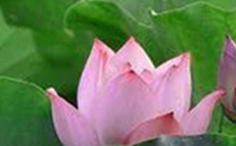 荷花的作文【推荐】