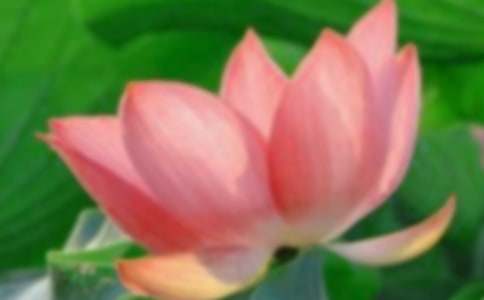 【热】荷花的作文