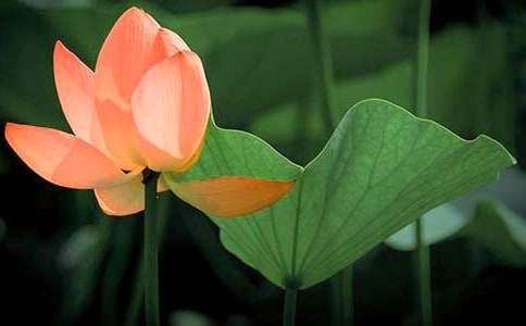 【精品】荷花写景的作文300字4篇