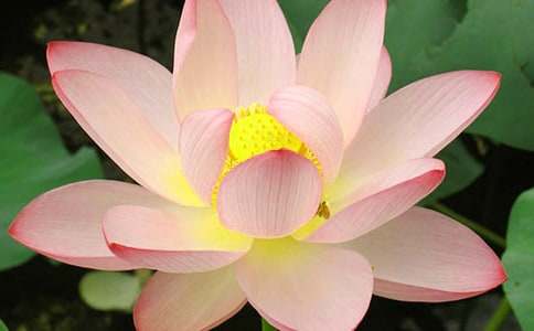 荷花写景的作文300字(通用65篇)