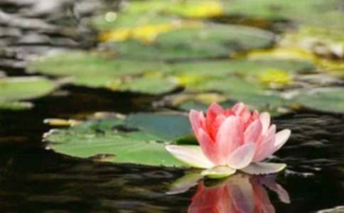 关于和平的小学生练习作文