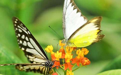 ������ֲ�����ļ���[15ƪ]