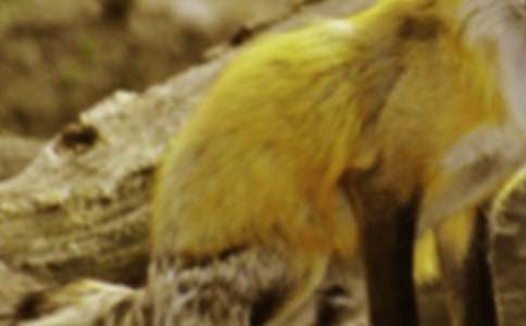 小狐狸卖空气的故事睡前故事