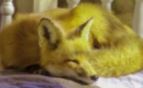 小狗和小狐狸作文5篇