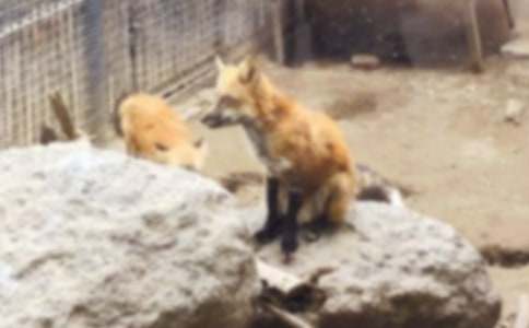 狐狸和小猫作文(汇编13篇)