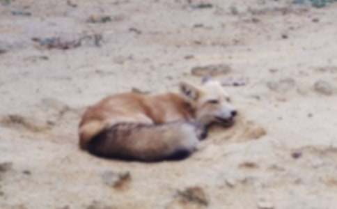 �����Сè����ͨ��12ƪ