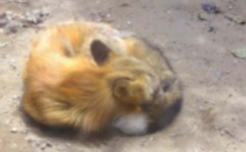 狐狸和小猫作文集合12篇