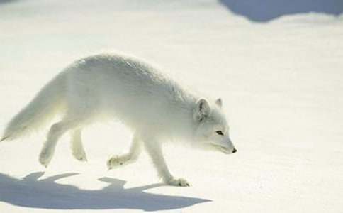 �����Сè����