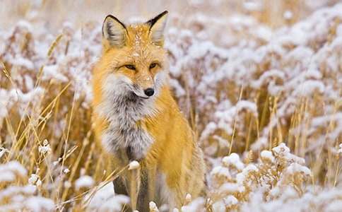 小狐狸百宝箱睡前故事