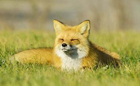 �ٻ����ĺ����˯ǰ����