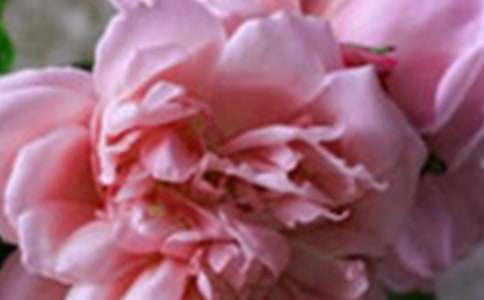 记忆深处的花朵作文