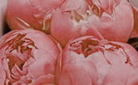 开在记忆深处的花朵作文(15篇)