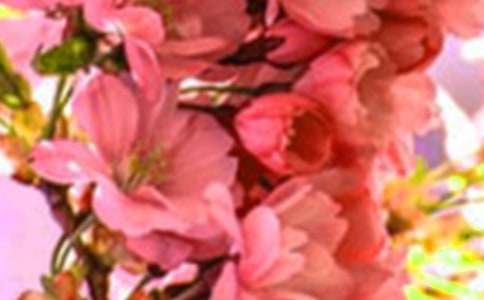 记忆中的花朵作文