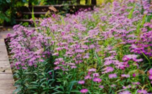 美丽的花园作文400字(精选55篇)