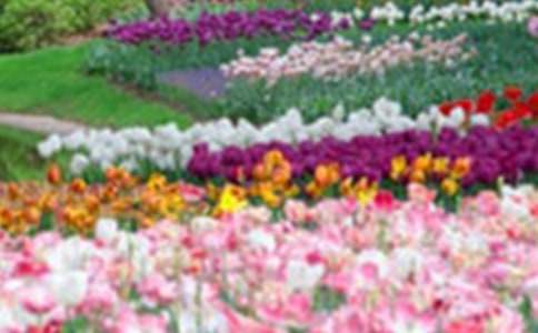 小班语言巨人的花园教案