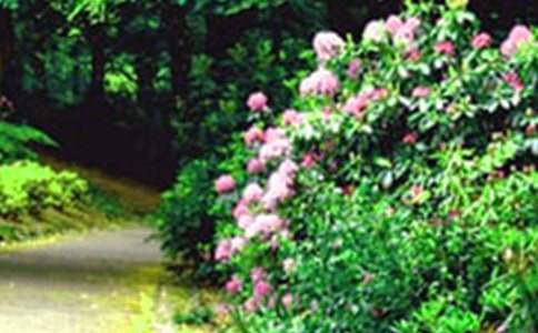 有关花园写景的作文300字汇编6篇