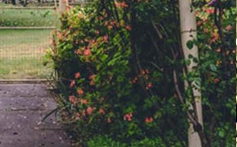 读《巨人的花园》有感作文