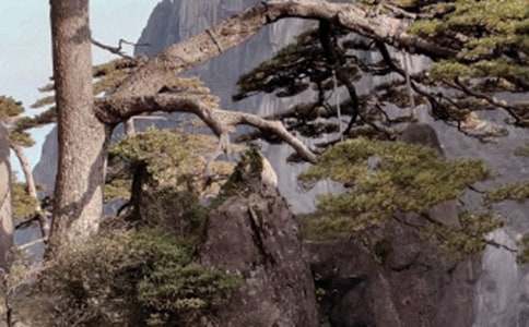 【精华】黄山的作文600字六篇