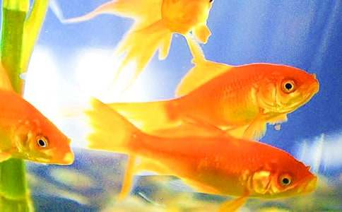 �ҵĶ�������С��������