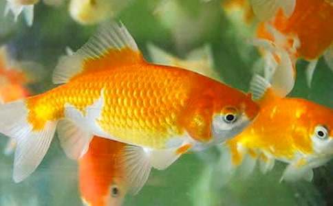 ���������ɰ�С������꼶������ƪ