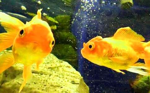 ����״������