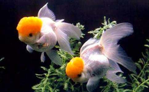 ����۲�����600��5ƪ