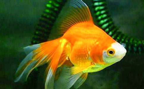 ��ѡ���������400����ƪ