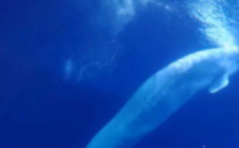 大班优秀美术教案《鲸鱼》