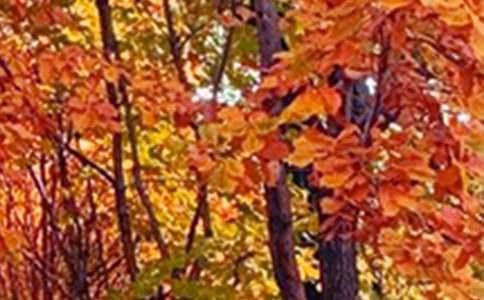 描写景色的作文30篇【推荐】