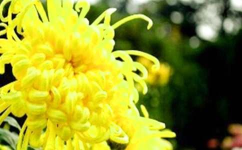 精选我喜欢的花菊花作文300字汇总九篇