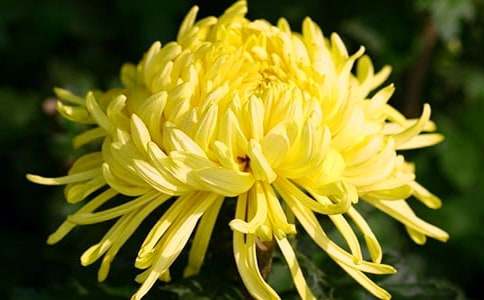 菊花状物作文大全(4篇)