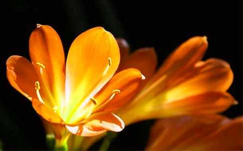 �����ţ�����������