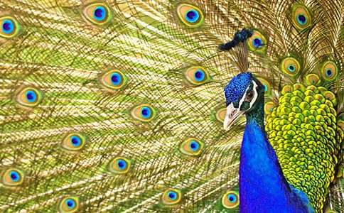 �����Ŀ�ȸ�����ģ���ѡ44ƪ��